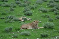 Tiere im Etosha Nationalpark (120)