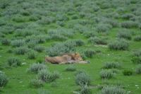Tiere im Etosha Nationalpark (121)