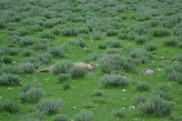 Tiere im Etosha Nationalpark (122)