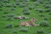 Tiere im Etosha Nationalpark (123)