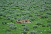 Tiere im Etosha Nationalpark (124)