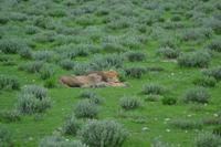 Tiere im Etosha Nationalpark (125)