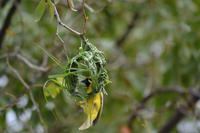 Tiere im Etosha Nationalpark (126)