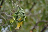 Tiere im Etosha Nationalpark (127)