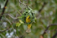 Tiere im Etosha Nationalpark (128)