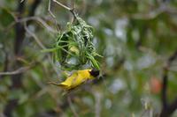 Tiere im Etosha Nationalpark (129)