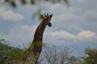Tiere im Etosha Nationalpark (131)