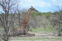 Tiere im Etosha Nationalpark (132)