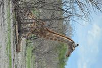 Tiere im Etosha Nationalpark (133)