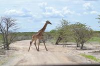 Tiere im Etosha Nationalpark (134)