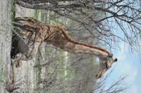 Tiere im Etosha Nationalpark (135)