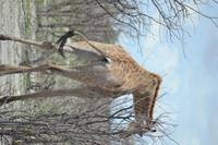 Tiere im Etosha Nationalpark (136)
