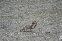 Tiere im Etosha Nationalpark (137)
