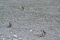 Tiere im Etosha Nationalpark (139)