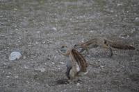Tiere im Etosha Nationalpark (140)