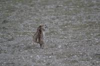 Tiere im Etosha Nationalpark (141)