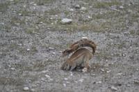 Tiere im Etosha Nationalpark (144)