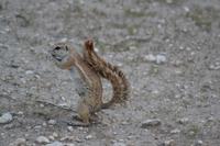 Tiere im Etosha Nationalpark (145)