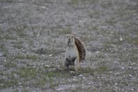 Tiere im Etosha Nationalpark (146)