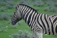 Tiere im Etosha Nationalpark (147)