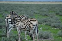 Tiere im Etosha Nationalpark (148)