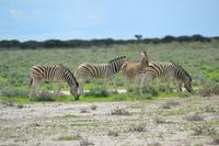 Tiere im Etosha Nationalpark (149)
