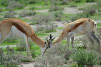 Tiere im Etosha Nationalpark (150)