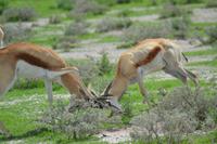 Tiere im Etosha Nationalpark (151)