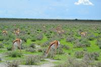 Tiere im Etosha Nationalpark (152)