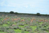 Tiere im Etosha Nationalpark (153)