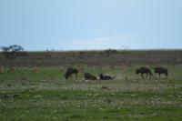 Tiere im Etosha Nationalpark (154)