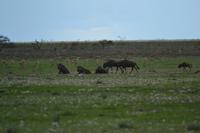 Tiere im Etosha Nationalpark (155)