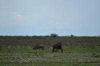 Tiere im Etosha Nationalpark (156)