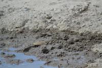 Tiere im Etosha Nationalpark (157)