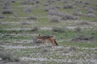 Tiere im Etosha Nationalpark (159)