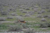 Tiere im Etosha Nationalpark (160)