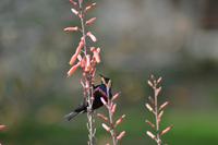 Tiere im Farmstead (1)
