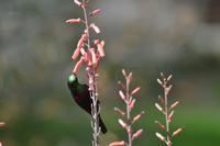 Tiere im Farmstead (2)