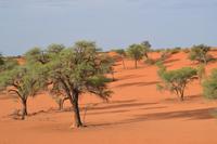 Tiere und Natur der Kalahari (4)
