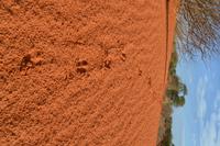 Tiere und Natur der Kalahari (5)