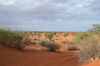 Tiere und Natur der Kalahari (6)