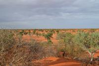 Tiere und Natur der Kalahari (9)