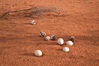 Tiere und Natur der Kalahari (10)