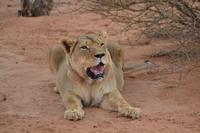 Tiere und Natur der Kalahari (15)