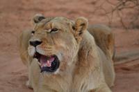 Tiere und Natur der Kalahari (16)