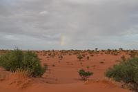 Tiere und Natur der Kalahari (17)