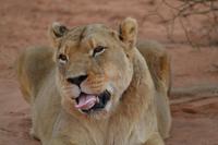 Tiere und Natur der Kalahari (18)