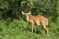 190 Nyala Kuh
