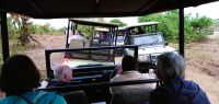 192 Rushhour bei der morgendlich Pirschfahrt im Chobe NP