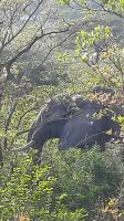 Rundreise Südafrika - Elefant im Krüger-Nationalpark